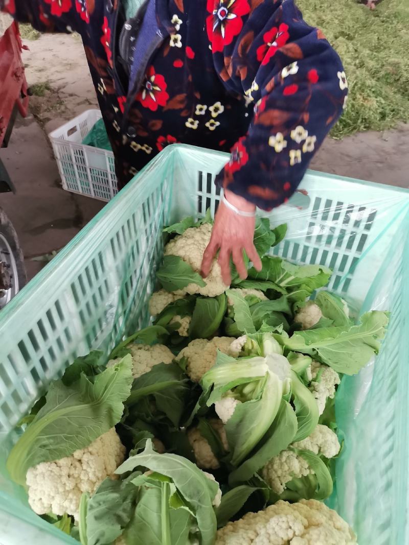 白面青梗松花菜适中乳白现在大量上市，有大棚和露地