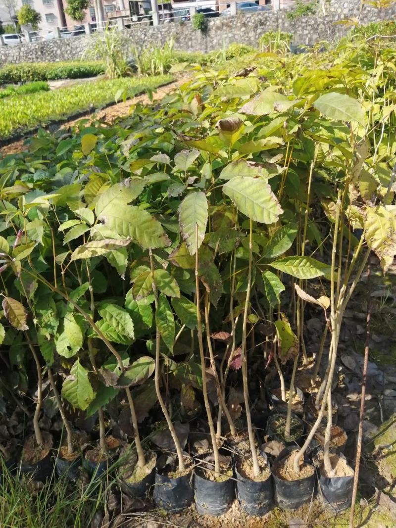 紫花风铃木袋苗庭院盆栽地栽绿化苗木多花风铃木苗