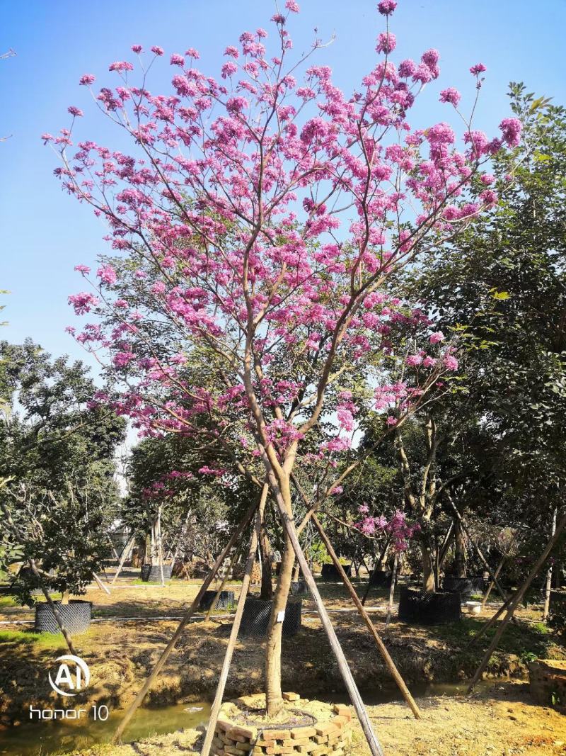 紫花风铃木袋苗庭院盆栽地栽绿化苗木多花风铃木苗