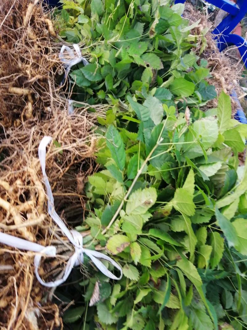 紫花风铃木袋苗庭院盆栽地栽绿化苗木多花风铃木苗