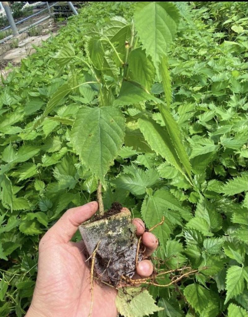 构树苗组培构树绿化构树材饲两用型构树