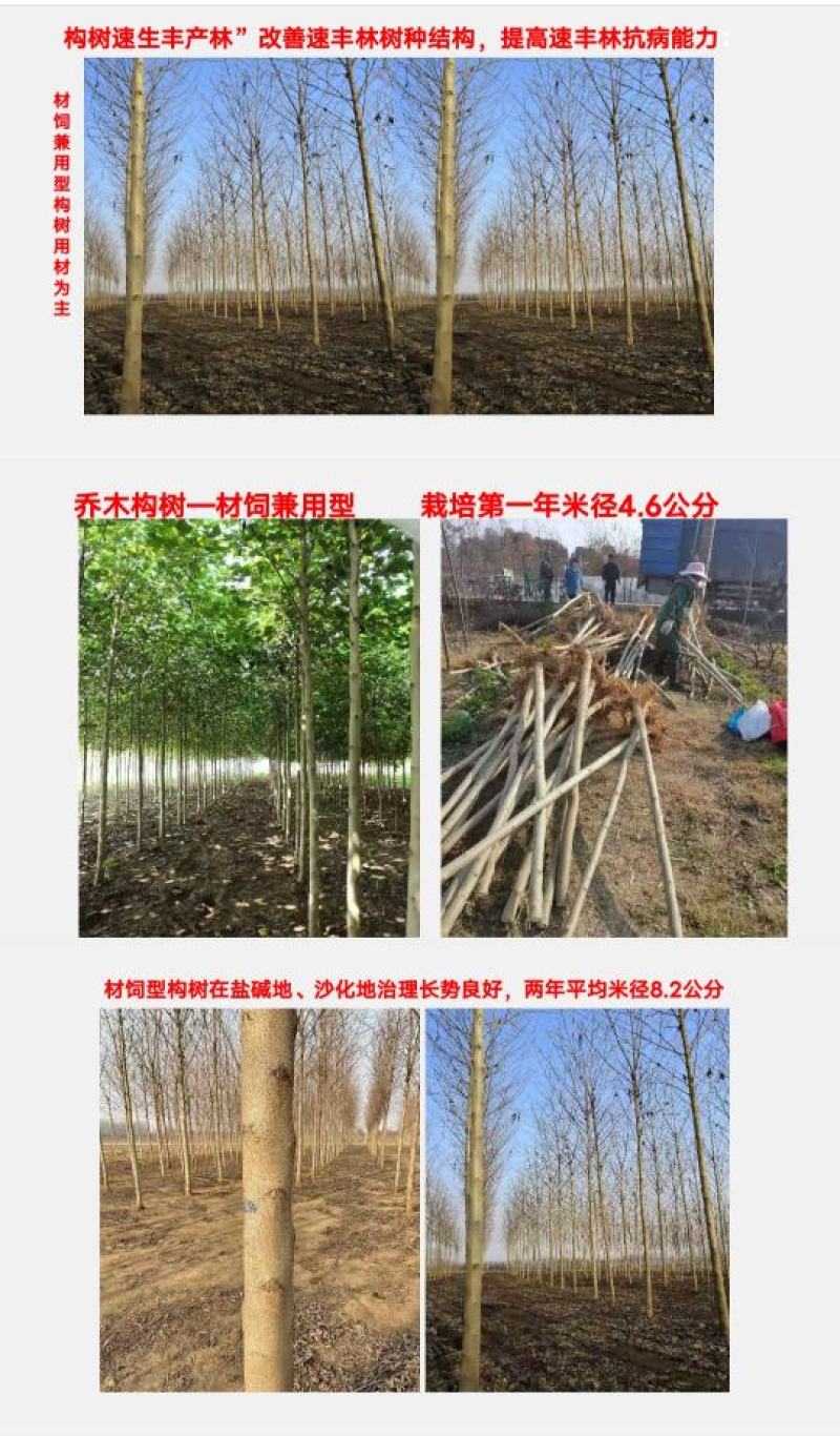构树苗组培构树绿化构树材饲两用型构树