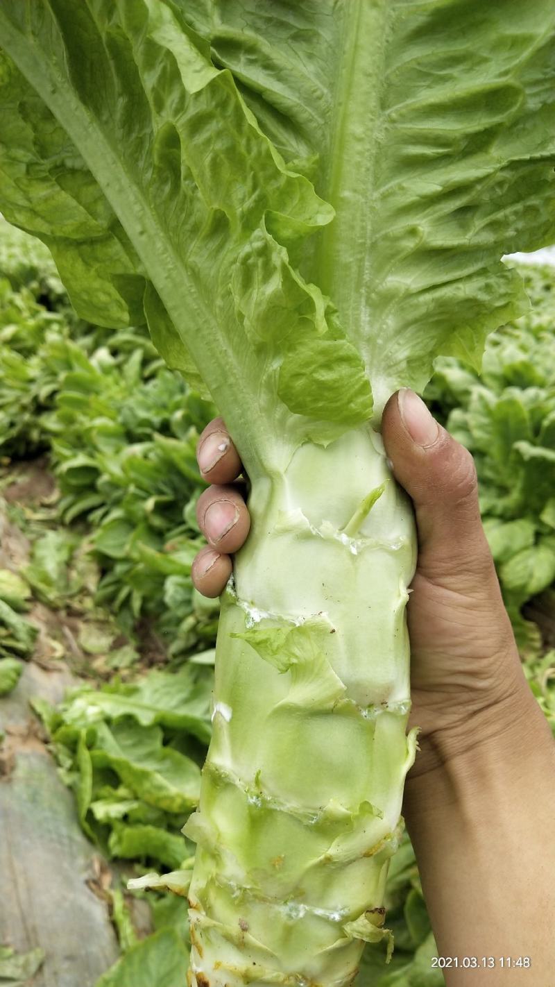 莴笋园也莴笋尖叶莴笋红叶