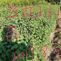 乌桕，当年乌桕小苗，农户种植，需要联系我，数量多多，乌桕