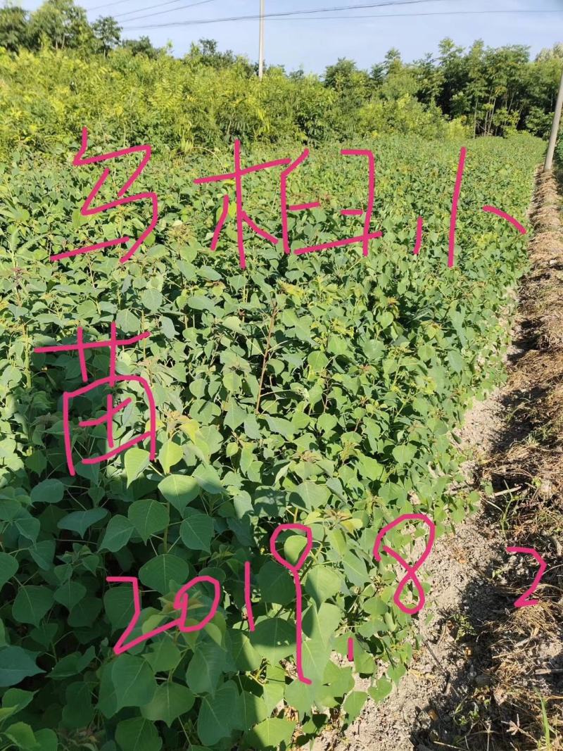 乌桕，当年乌桕小苗，农户种植，需要联系我，数量多多，乌桕