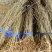 乌桕，当年乌桕小苗，农户种植，需要联系我，数量多多，乌桕