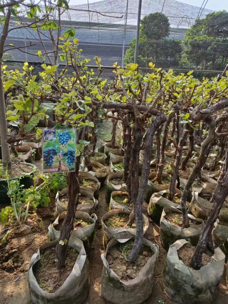 葡萄树苗阳光玫瑰葡萄苗葡萄南方北方种植盆栽地栽庭院葡萄果