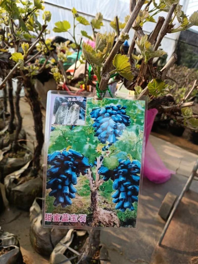 葡萄树苗阳光玫瑰葡萄苗葡萄南方北方种植盆栽地栽庭院葡萄果