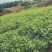 香樟小苗，九江种植，农户自己种植销售，有需要联系