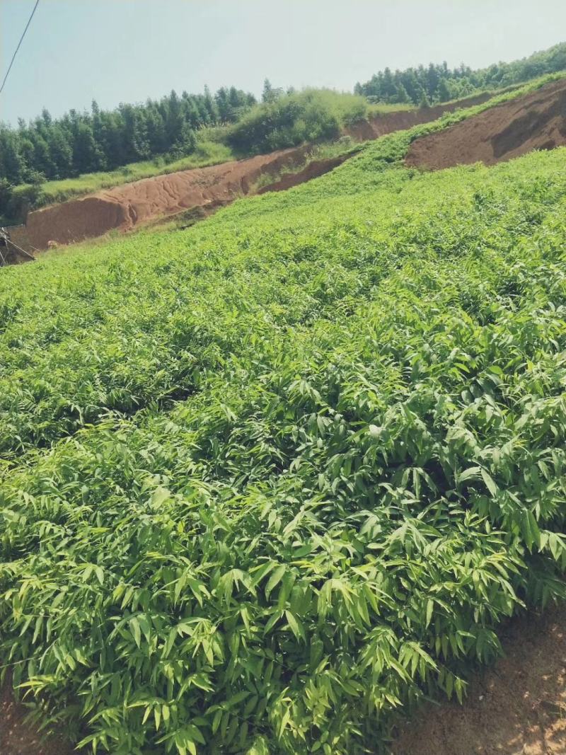 香樟小苗，九江种植，农户自己种植销售，有需要联系