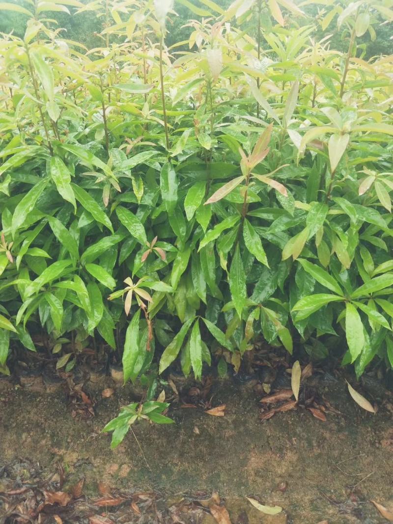 香樟小苗，九江种植，农户自己种植销售，有需要联系
