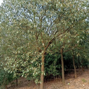 香樟小苗，九江种植，农户自己种植销售，有需要联系