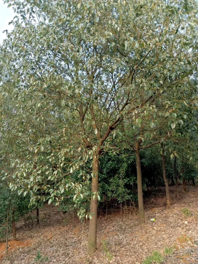 香樟小苗，九江种植，农户自己种植销售，有需要联系
