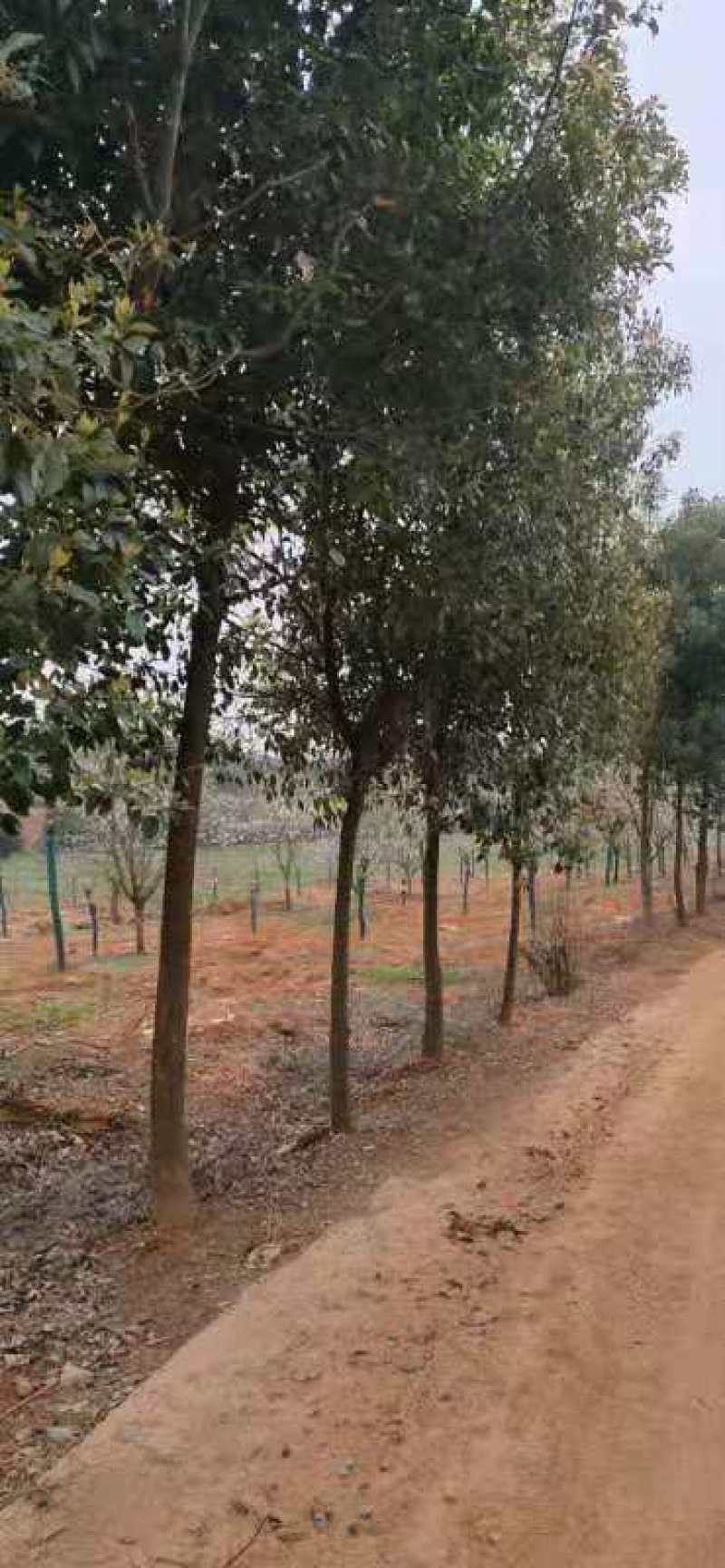 香樟小苗，九江种植，农户自己种植销售，有需要联系