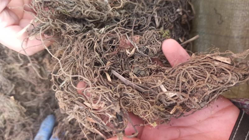 蜘蛛香批发零售中药材正品保障各种规格专业经营中药批