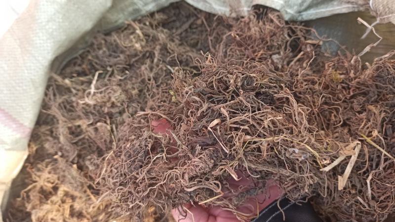 蜘蛛香批发零售中药材正品保障各种规格专业经营中药批