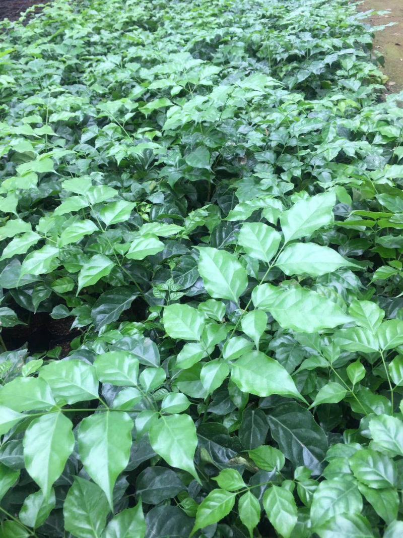 绿宝树苗四季常青花卉绿植庭院盆栽地栽苗木
