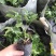 绿宝树苗四季常青花卉绿植庭院盆栽地栽苗木