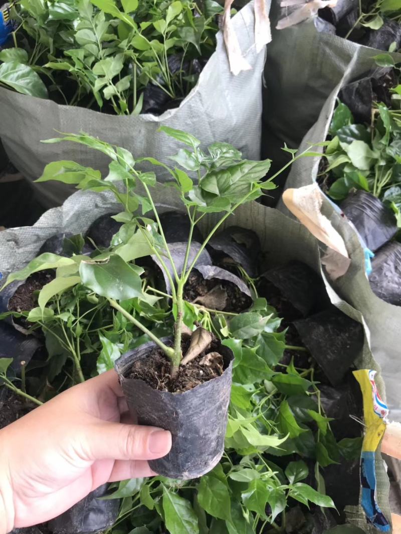 绿宝树苗四季常青花卉绿植庭院盆栽地栽苗木
