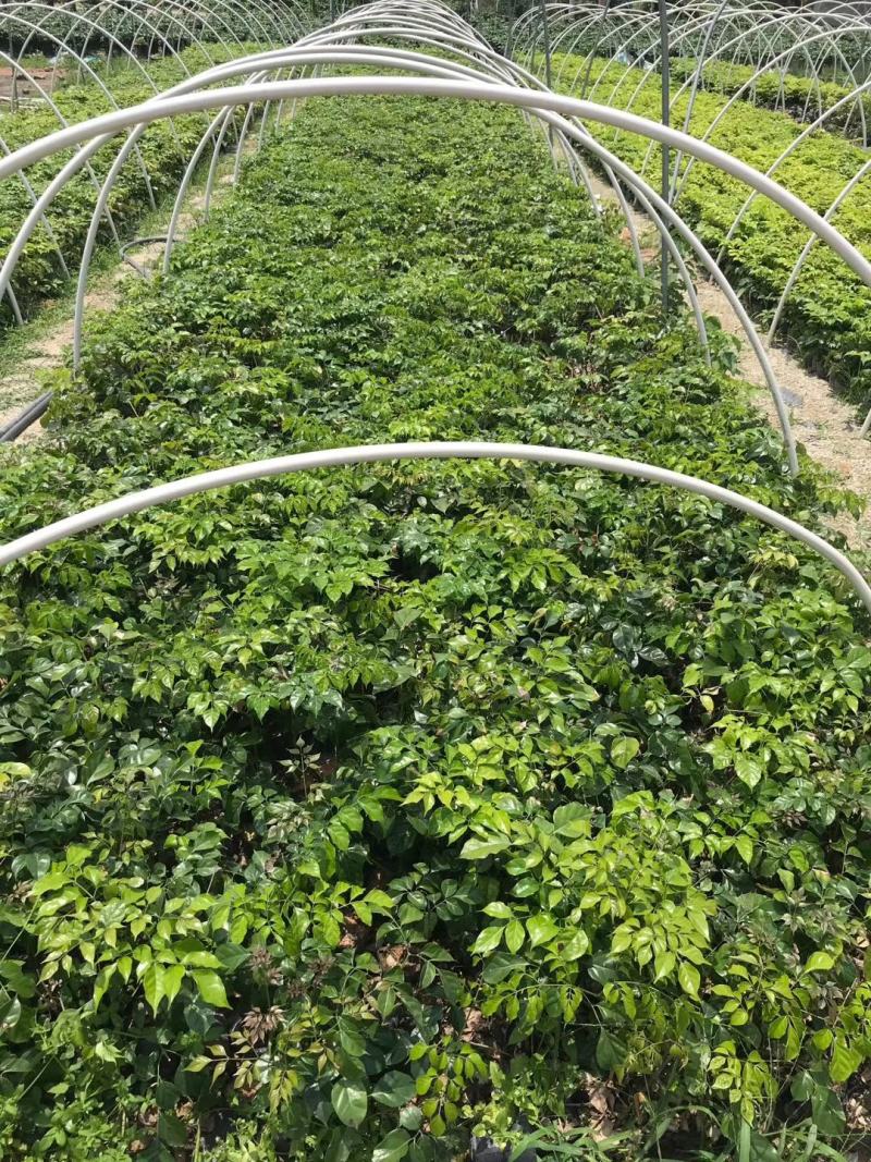 绿宝树苗四季常青花卉绿植庭院盆栽地栽苗木