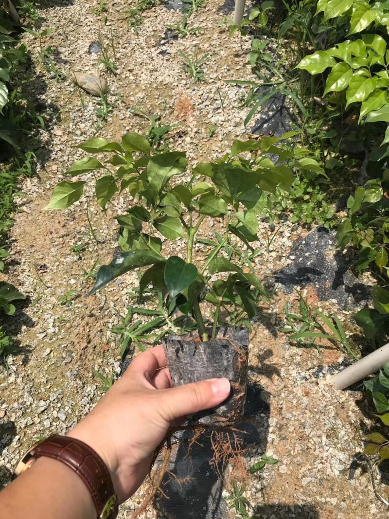 绿宝树苗四季常青花卉绿植庭院盆栽地栽苗木