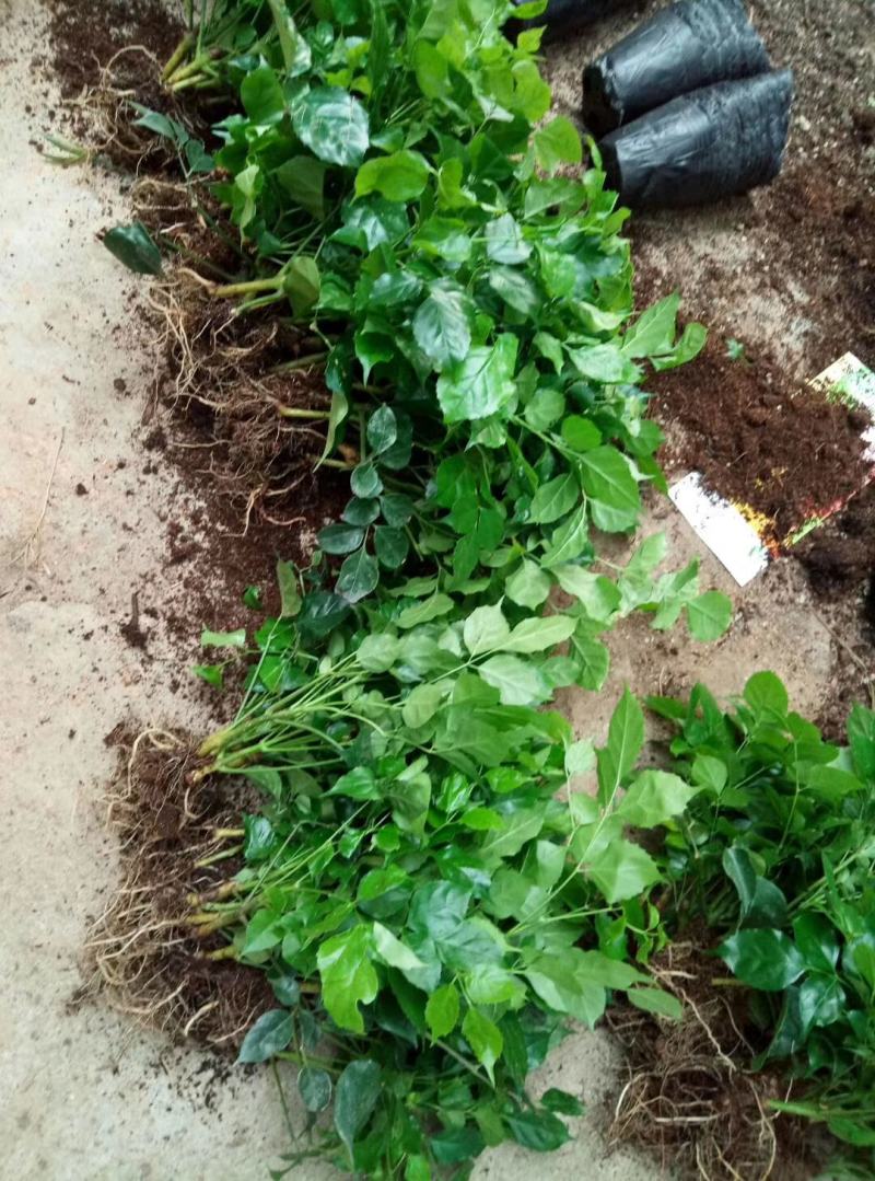 绿宝树苗四季常青花卉绿植庭院盆栽地栽苗木