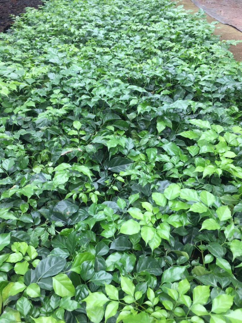 绿宝树苗四季常青花卉绿植庭院盆栽地栽苗木