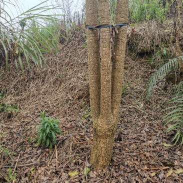 幸福树幌伞枫批量出货千亩百万棵幸福树大量供货可免费提