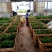 绿宝树苗四季常青花卉绿植庭院盆栽地栽苗木