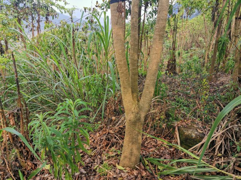 幸福树幌伞枫批量出货千亩百万棵幸福树大量供货可免费提