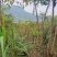 幸福树幌伞枫批量出货千亩百万棵幸福树大量供货可免费提