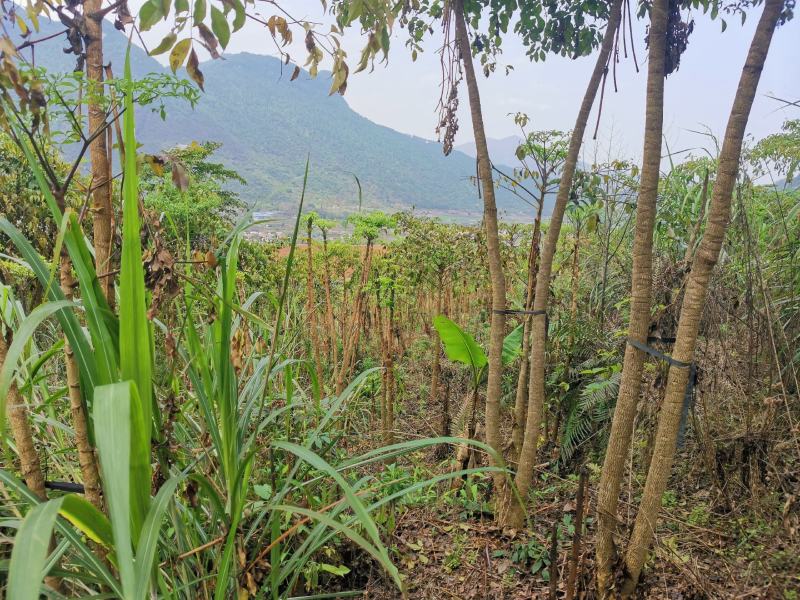 幸福树幌伞枫批量出货千亩百万棵幸福树大量供货可免费提