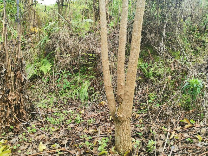 幸福树幌伞枫批量出货千亩百万棵幸福树大量供货可免费提