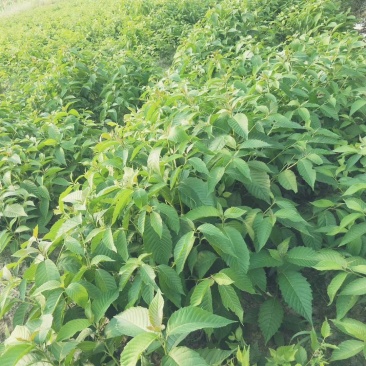 喜树，江西喜树，喜树小苗，精品喜树，价格优惠