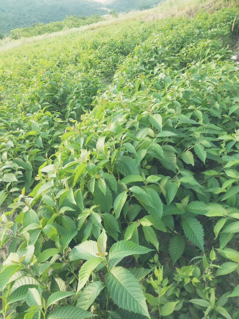 喜树，江西喜树，喜树小苗，精品喜树，价格优惠
