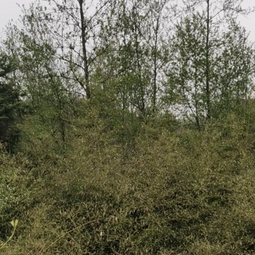 江南杞木，江西特色树种，植树造林，造林苗