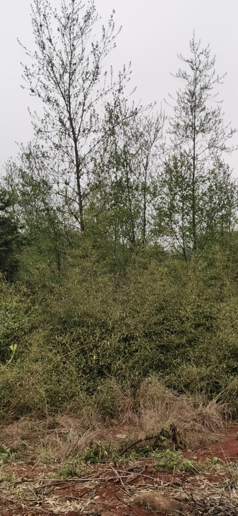 江南杞木，江西特色树种，植树造林，造林苗