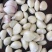 紫皮大蒜1000斤起发个头大一件60斤左右