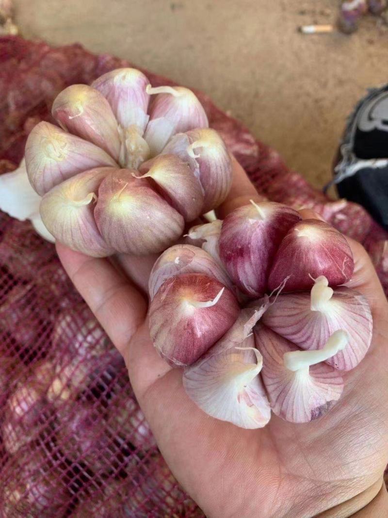紫皮大蒜1000斤起发个头大一件60斤左右
