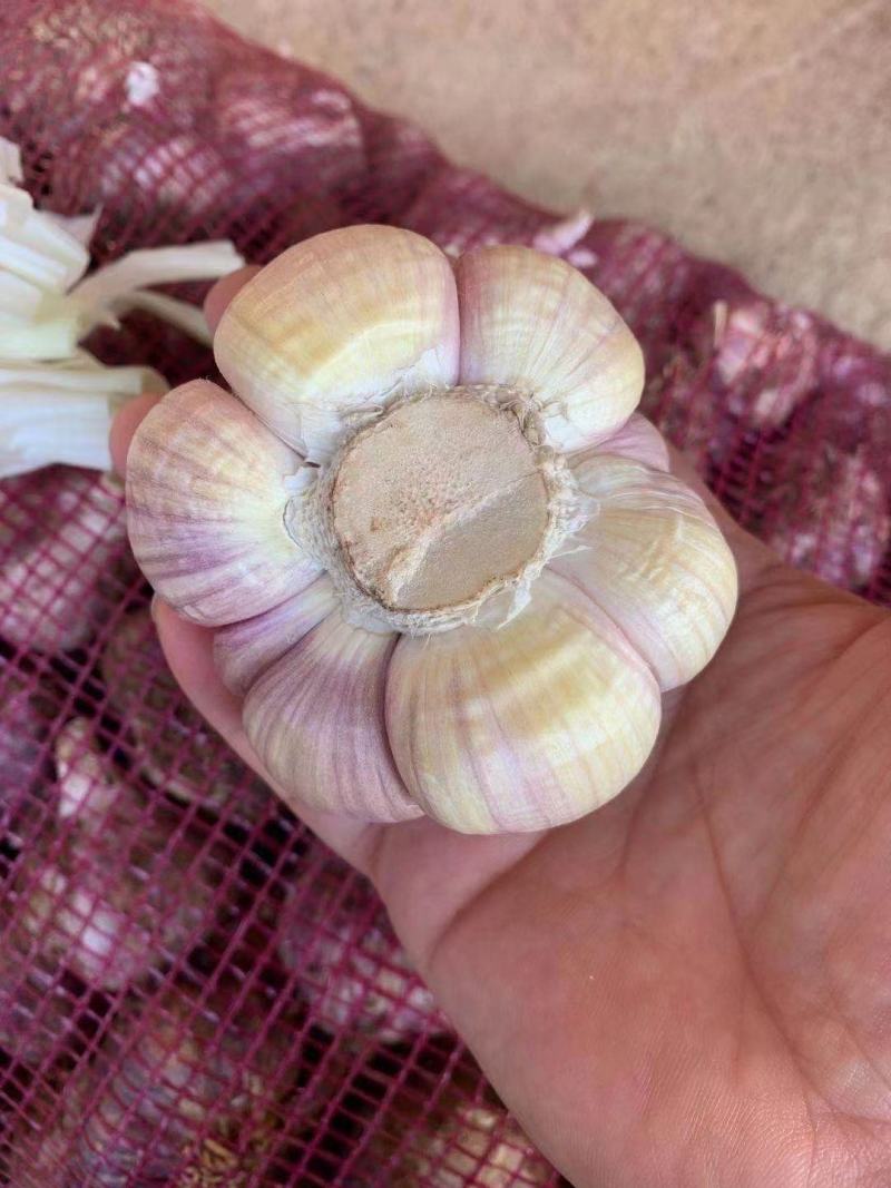紫皮大蒜1000斤起发个头大一件60斤左右