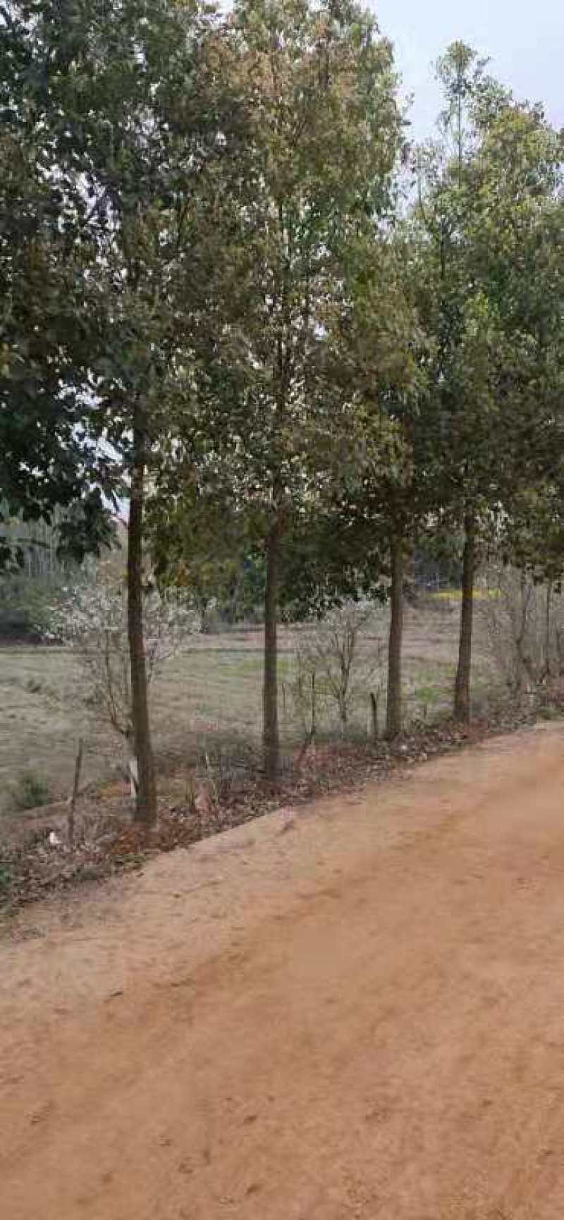 大叶女贞，冬青，一年长青，，九江货源基地，大量货源