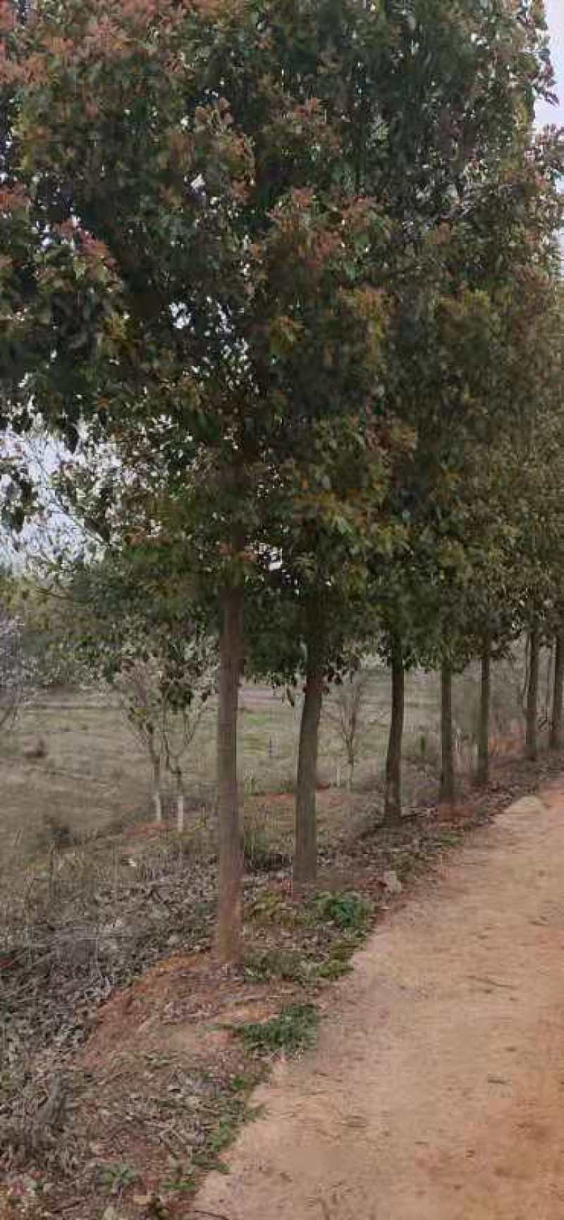 大叶女贞，冬青，一年长青，，九江货源基地，大量货源