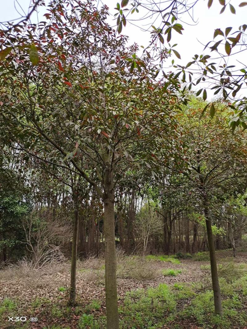 大叶女贞，冬青，一年长青，，九江货源基地，大量货源