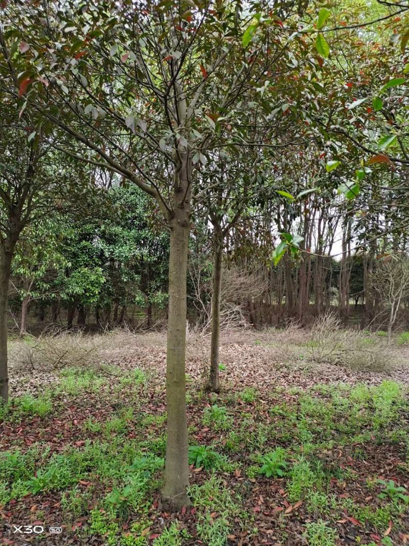 大叶女贞，冬青，一年长青，，九江货源基地，大量货源