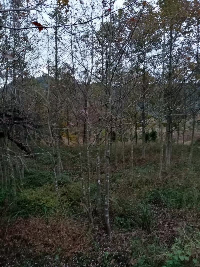 枫香小苗，枫香各种规格，1到30公分，枫香，各种规格，供