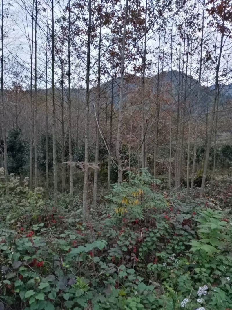 枫香小苗，枫香各种规格，1到30公分，枫香，各种规格，供