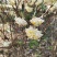 探春花常年出售大小规格的探春花。（雪花）。