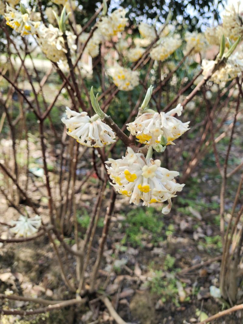 探春花常年出售大小规格的探春花。（雪花）。