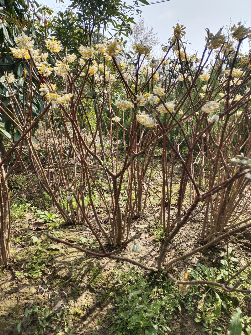探春花常年出售大小规格的探春花。（雪花）。