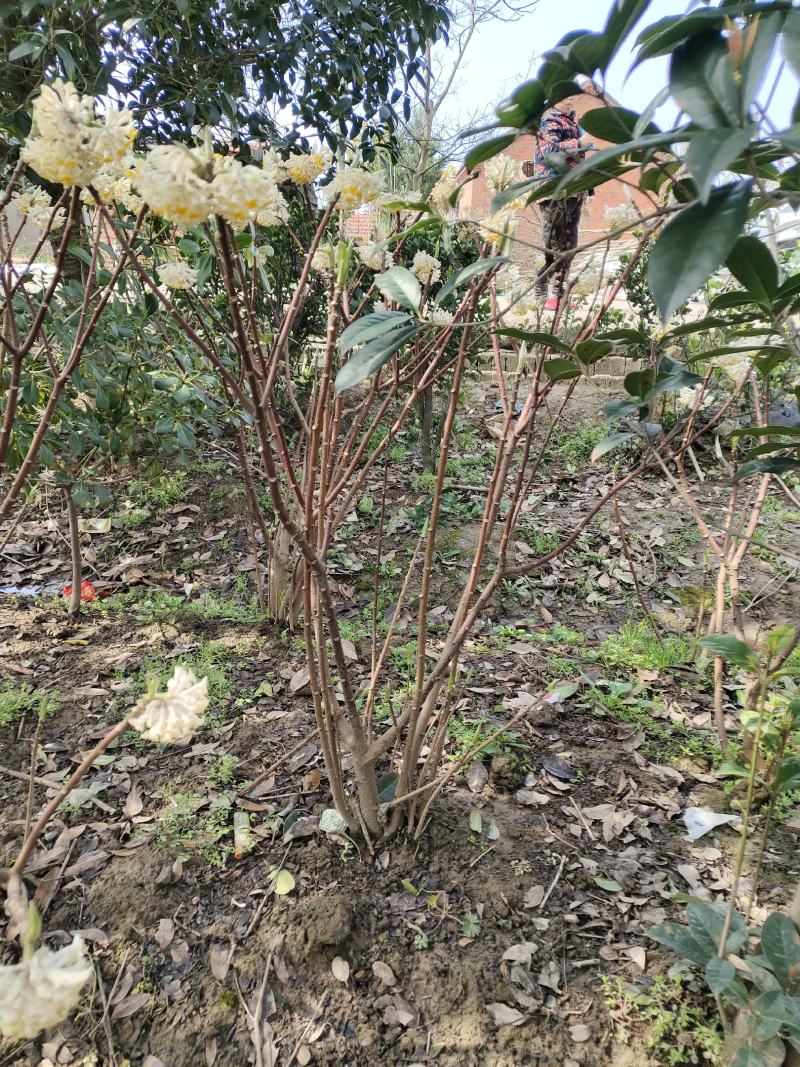 探春花常年出售大小规格的探春花。（雪花）。